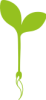 1_Setzling Kopie
